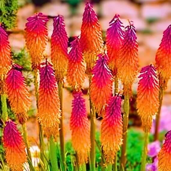 Orange & Purple Hot Poker Seeds 