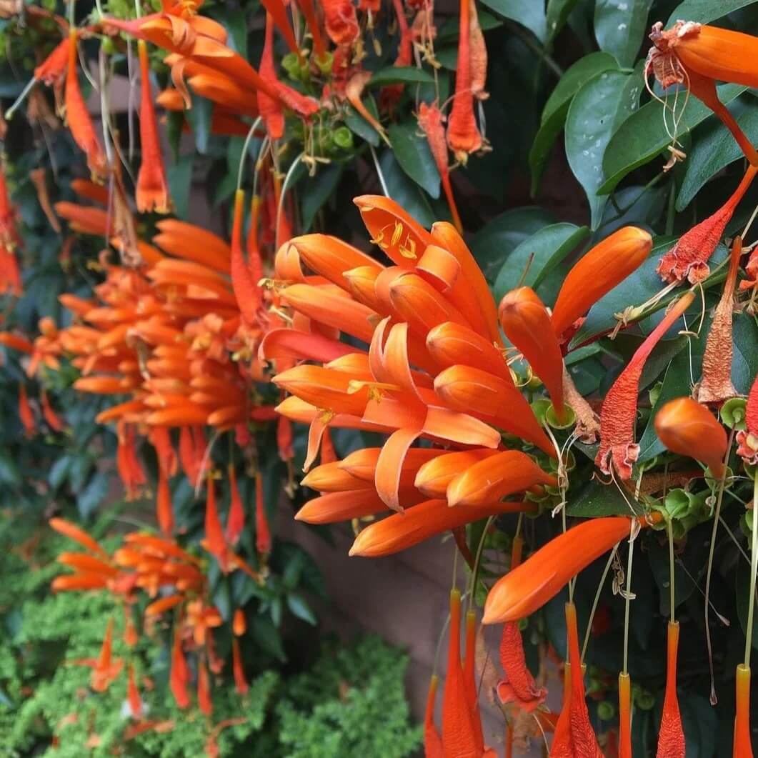 Orange Pyrostegia Venusta Seeds
