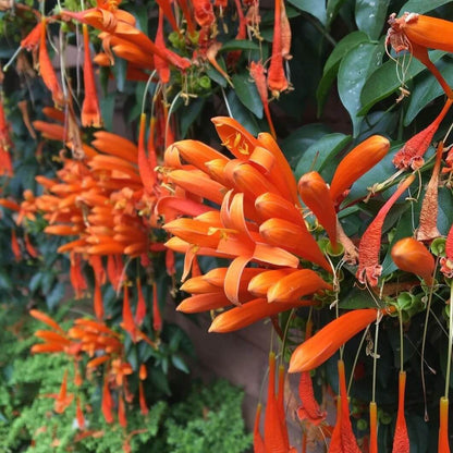 Orange Pyrostegia Venusta Seeds