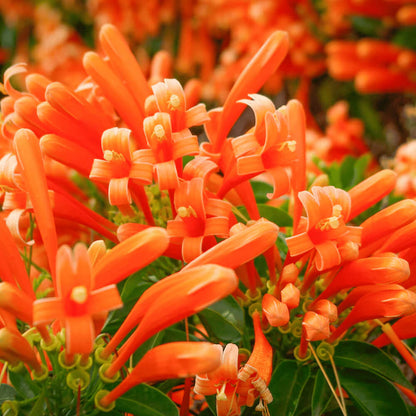 Orange Pyrostegia Venusta Seeds