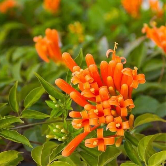 Orange Pyrostegia Venusta Seeds
