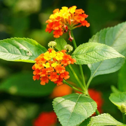 Orange Red Lantana Seeds