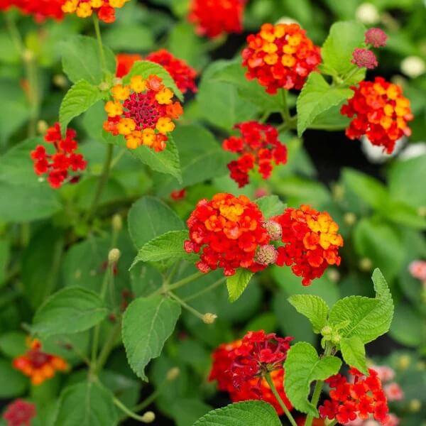 Orange Red Lantana Seeds