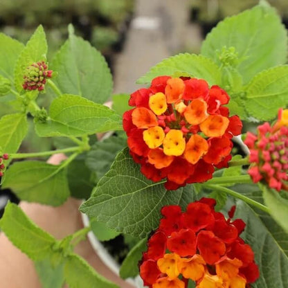 Orange Red Lantana Seeds