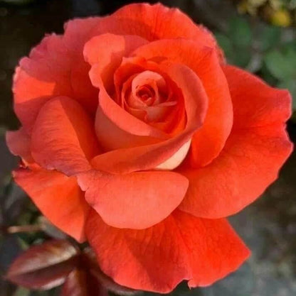 Orange Rose Seeds - Heirloom Flower Plant for Home Gardens