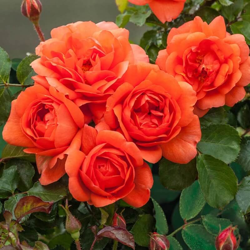 Orange Rose Seeds - Heirloom Flower Plant for Home Gardens