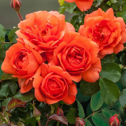 Orange Rose Seeds - Heirloom Flower Plant for Home Gardens