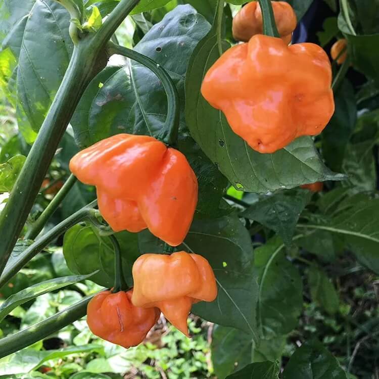 Orange Scotch Bonnet seeds