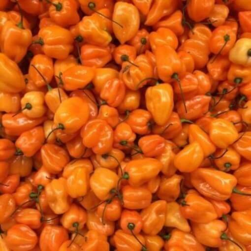 Orange Scotch Bonnet seeds