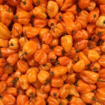 Orange Scotch Bonnet seeds