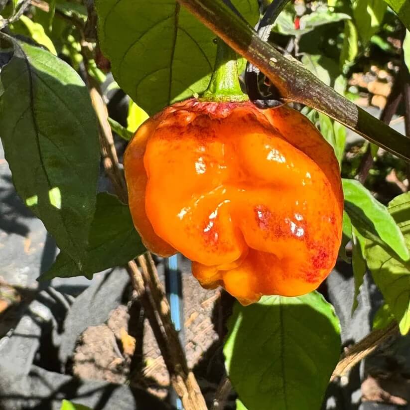 Orange Scotch Bonnet seeds