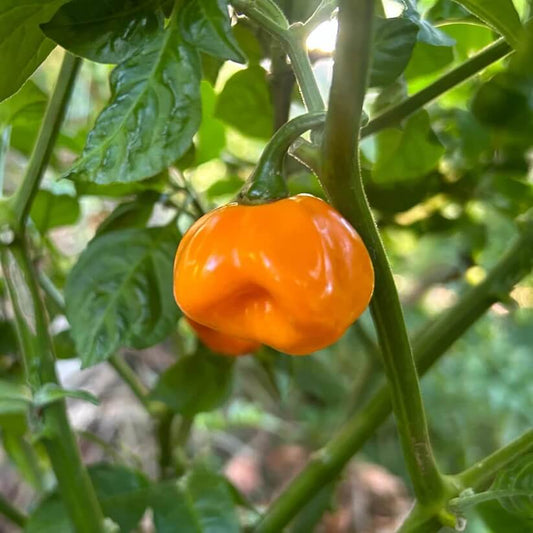 Orange Scotch Bonnet seeds