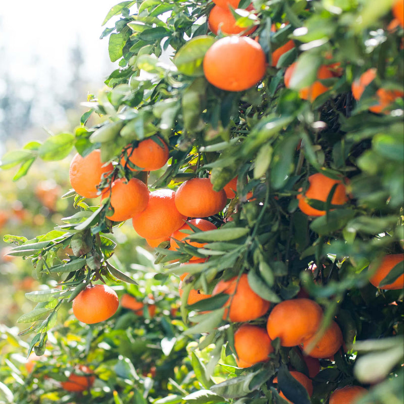 Orange Seeds