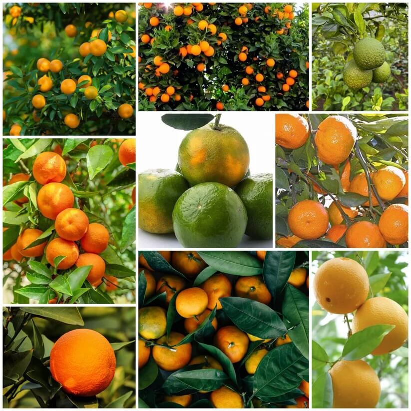 Orange Seeds