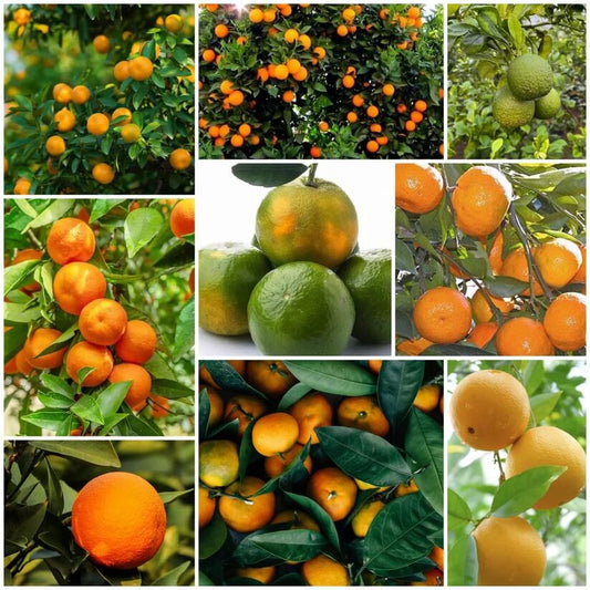 Orange Seeds