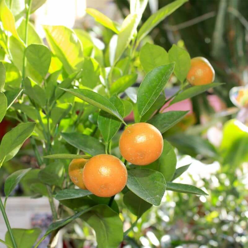 Orange Seeds