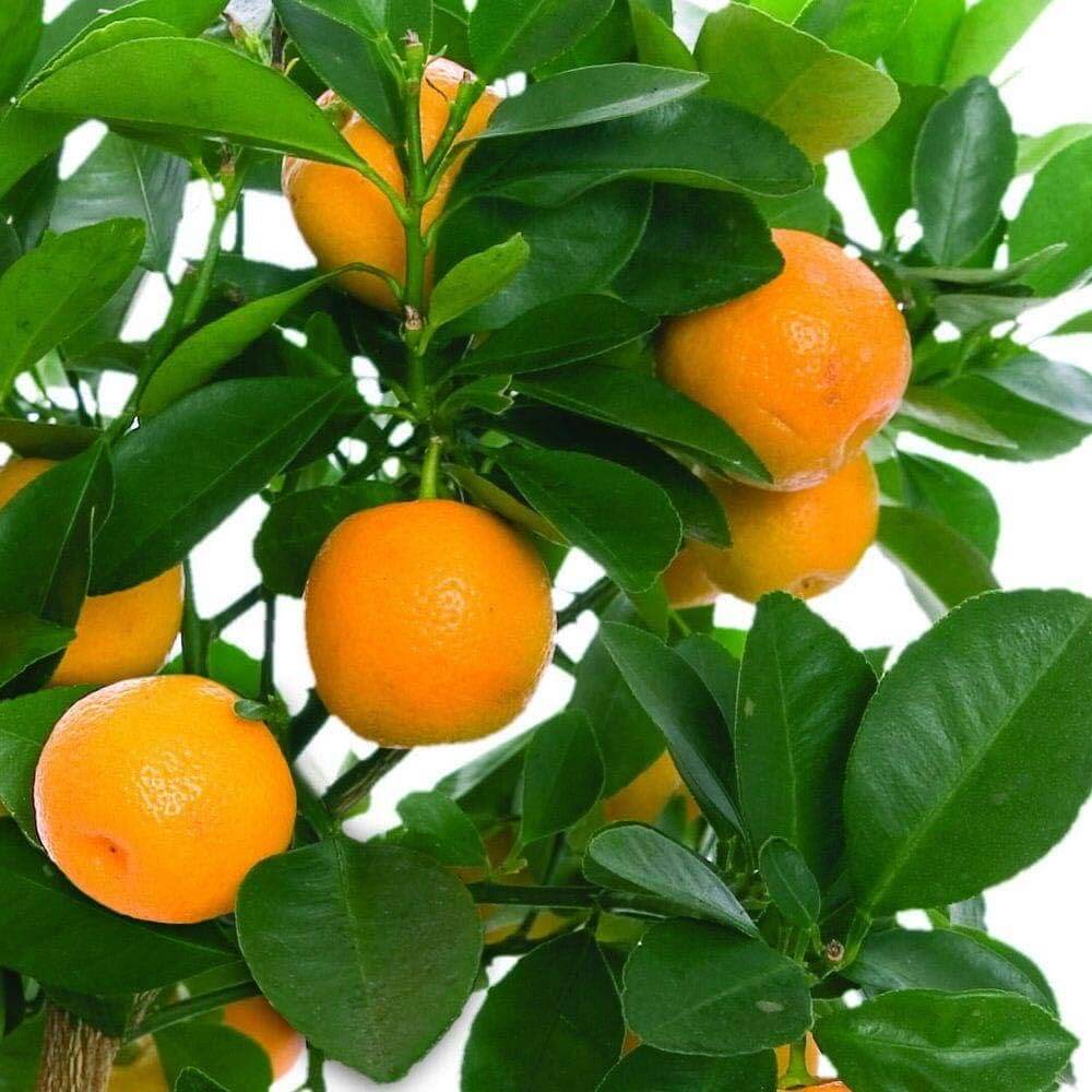 Orange Seeds