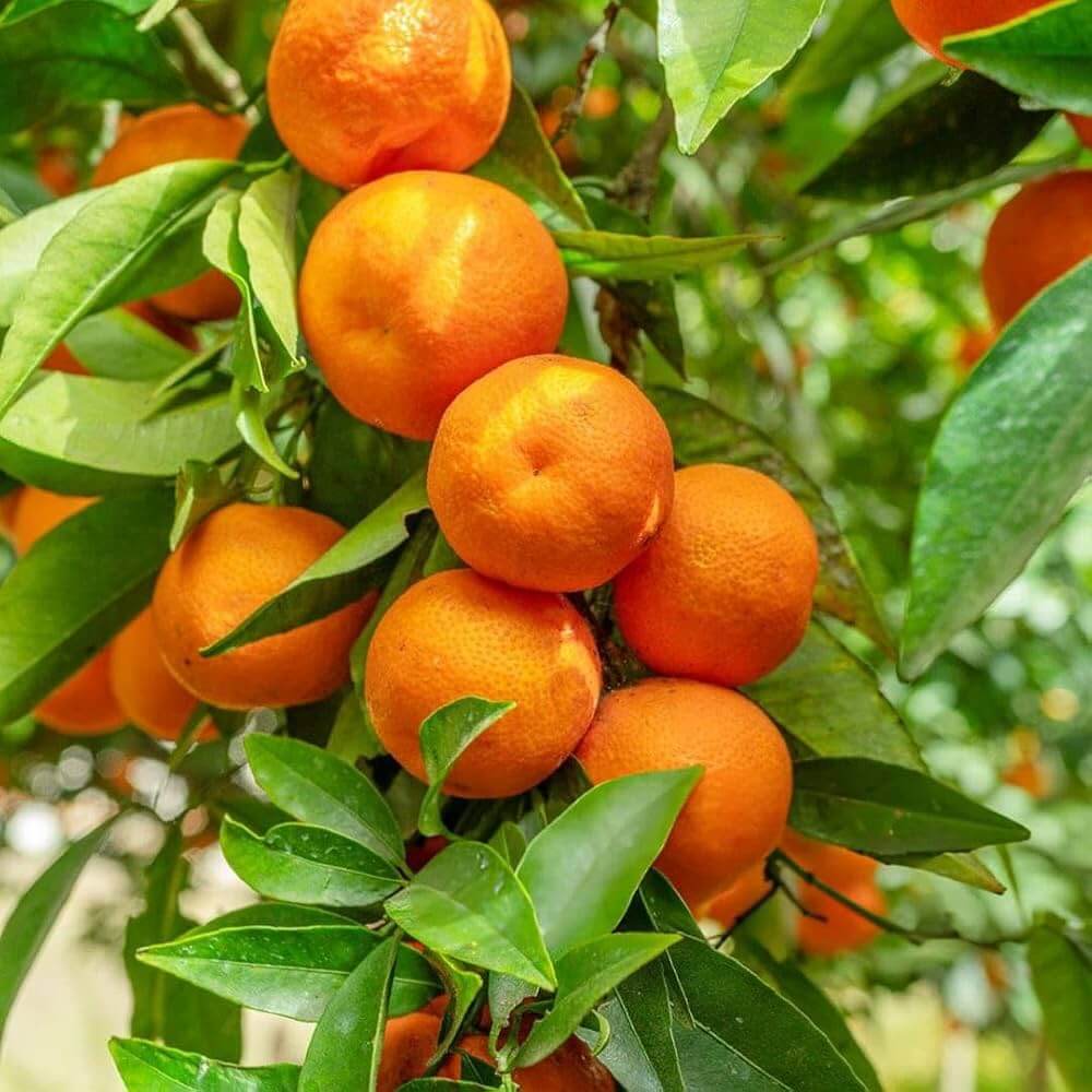 Orange Seeds