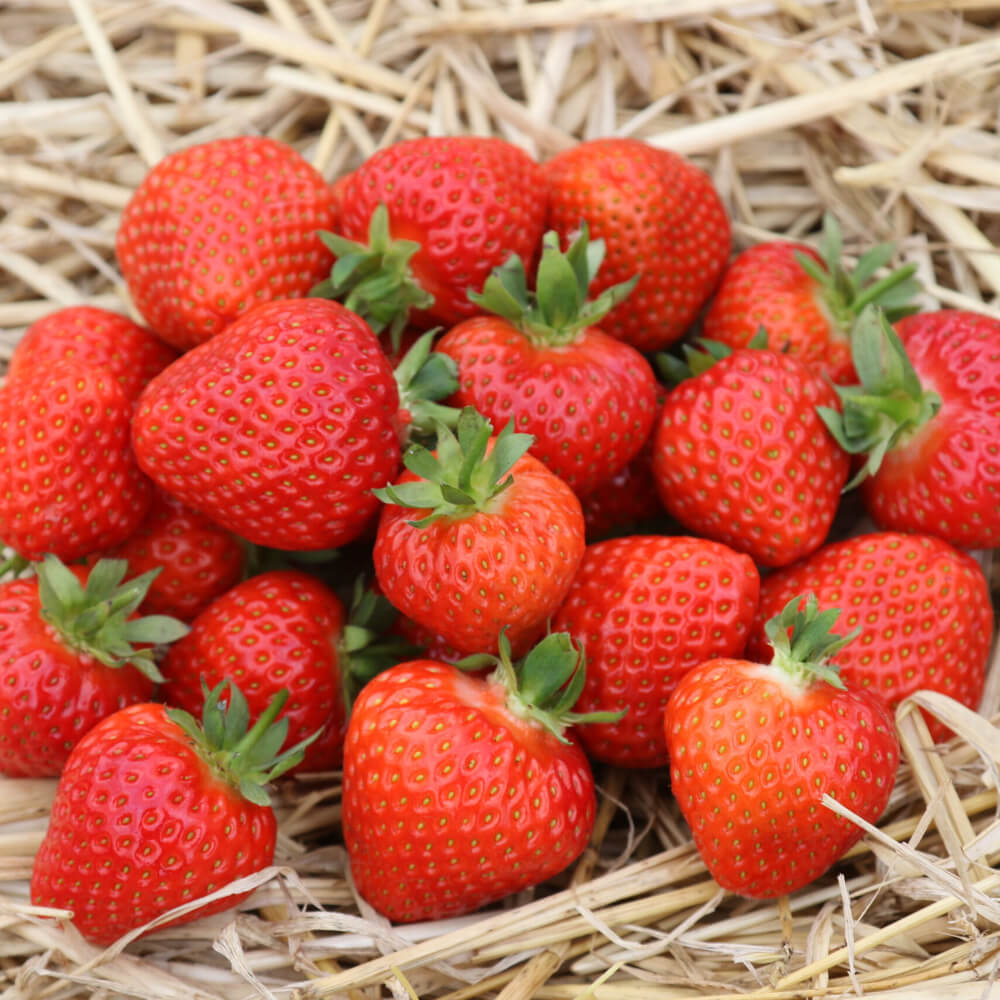 Orange Strawberry 