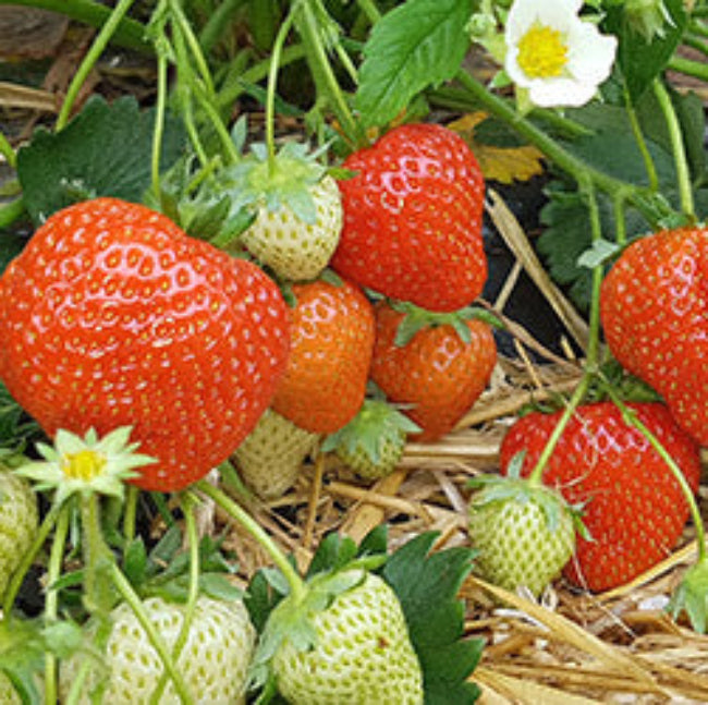 Orange Strawberry 