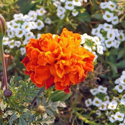 Orange Sweet Alyssum Seeds - Flower Plant for Home Gardens