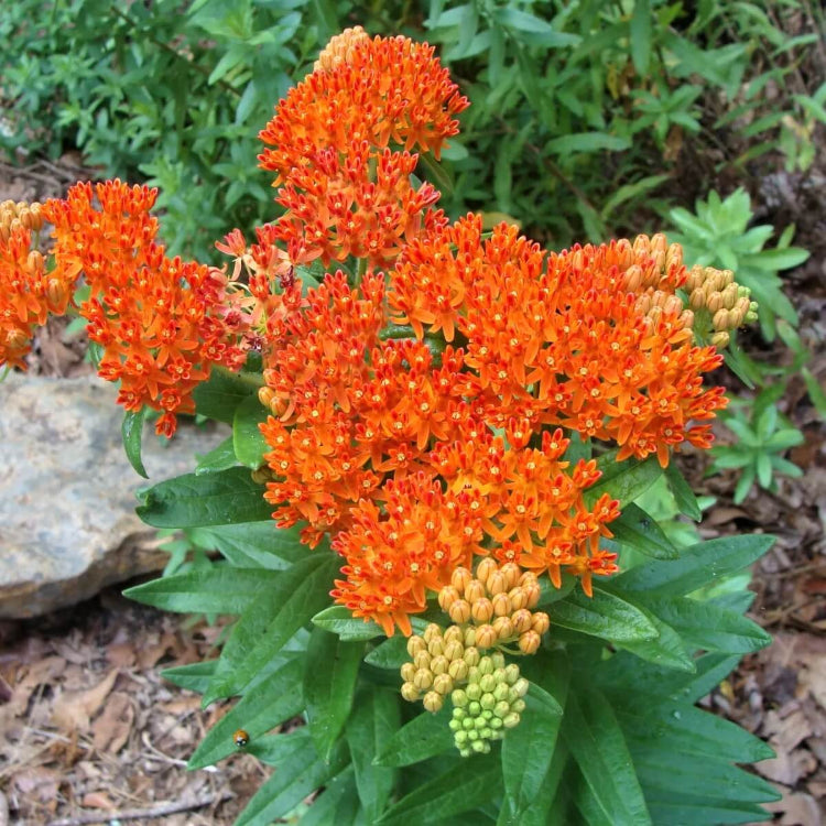 Orange Sweet Alyssum Seeds - Flower Plant for Home Gardens