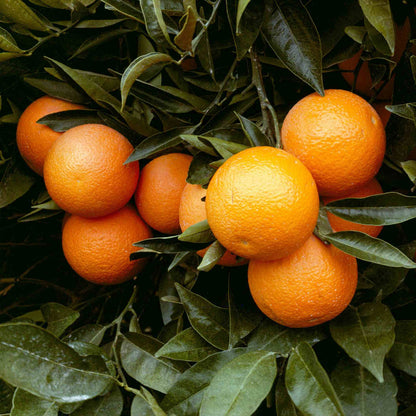 Orange Tree Seeds - Vegetable Plant