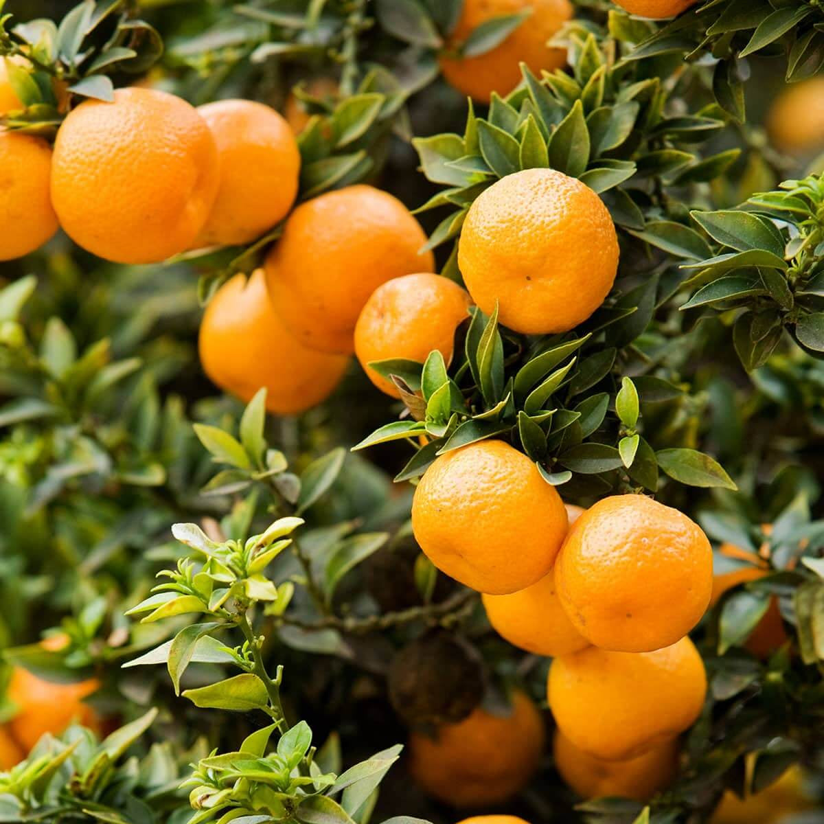 Orange Tree Seeds - Vegetable Plant