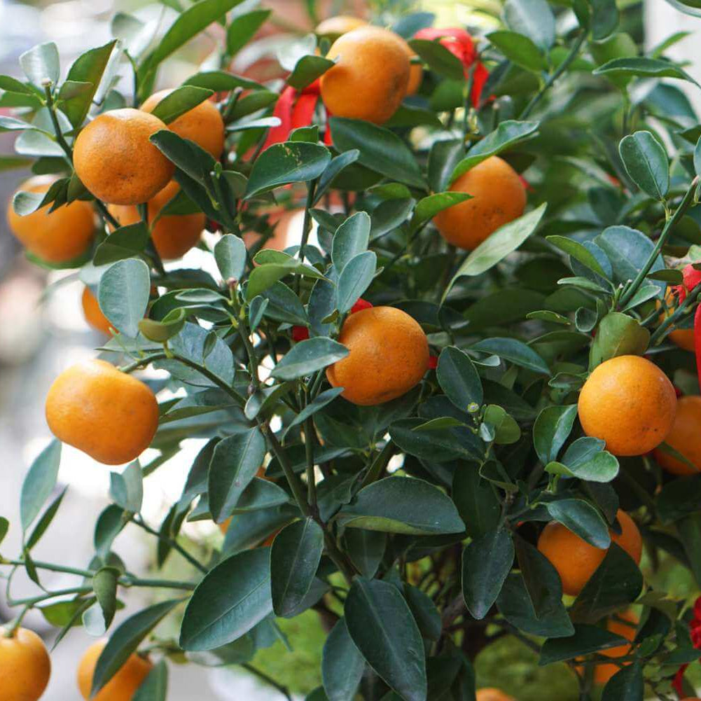 Orange Tree Seeds - Vegetable Plant
