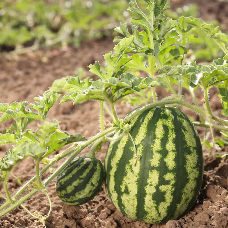 Orange Watermelon Seeds