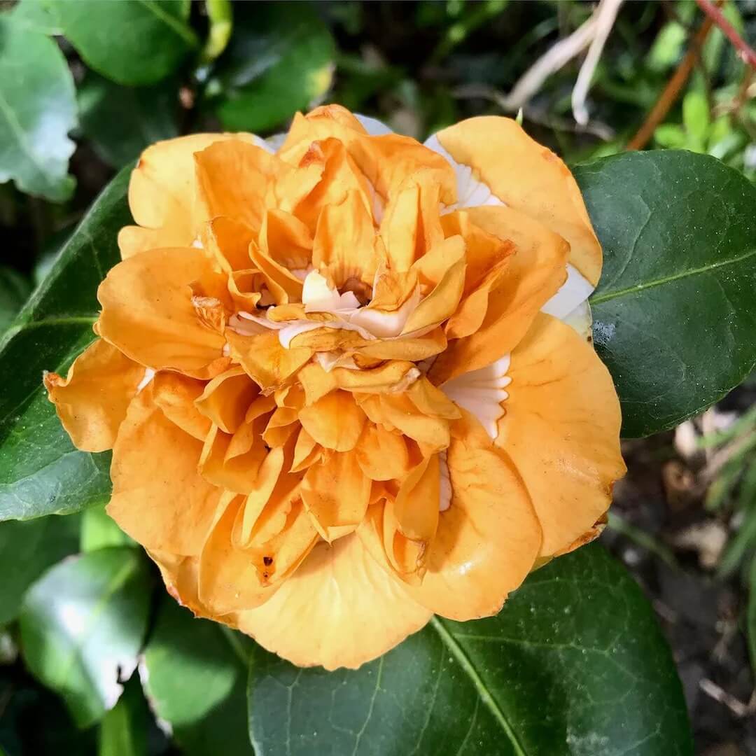 Orange White Camellia Seeds 