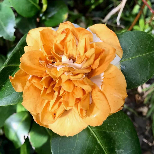 Orange White Camellia Seeds 