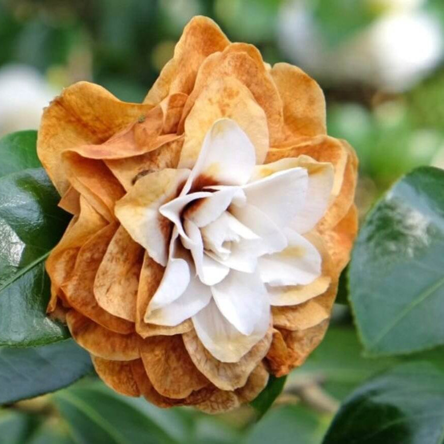 Orange White Camellia Seeds 