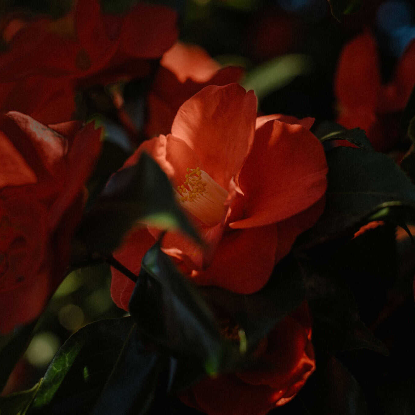 Orange White Camellia Seeds 