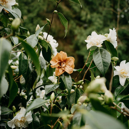 Orange White Camellia Seeds 