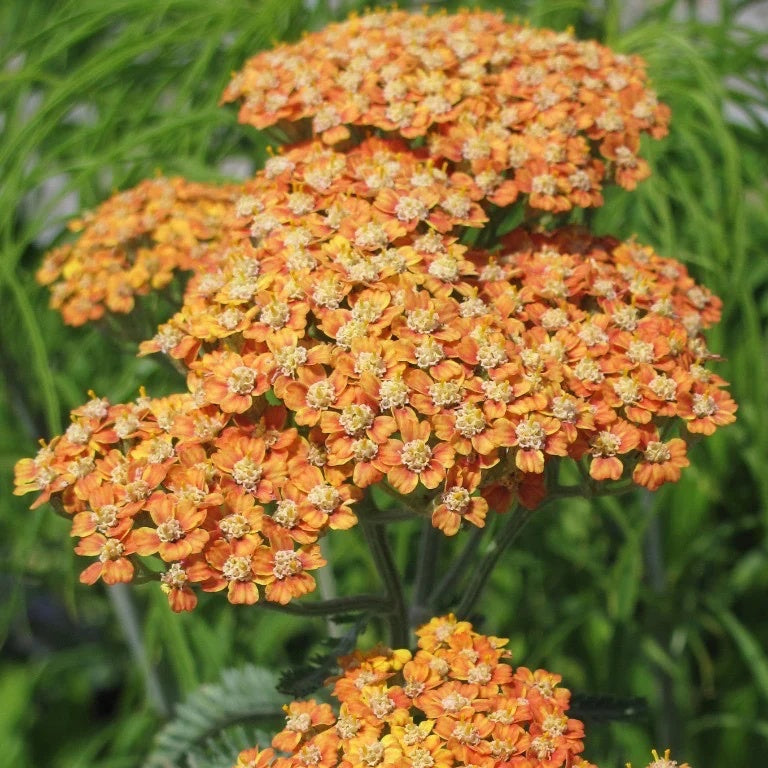Orange Yarrow Seeds