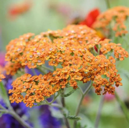 Orange Yarrow Seeds