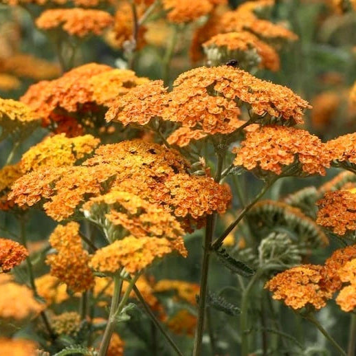 Orange Yarrow Seeds