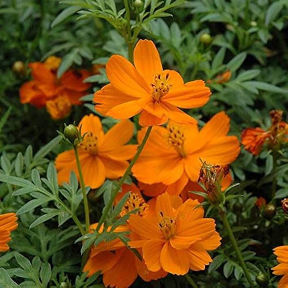 Orange cosmos seeds - Flower Plant