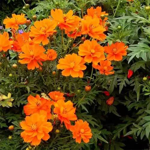 Orange cosmos seeds - Flower Plant
