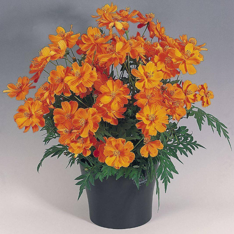 Orange cosmos seeds - Flower Plant