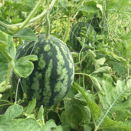 Orangeglo Watermelon Seeds - Heirloom Fruit Plant for Home Gardens
