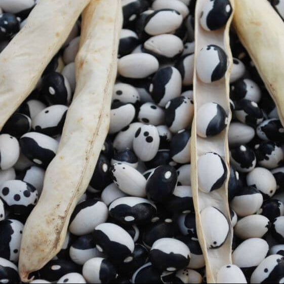 Orca Bean Seeds