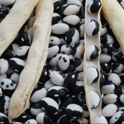 Orca Bean Seeds