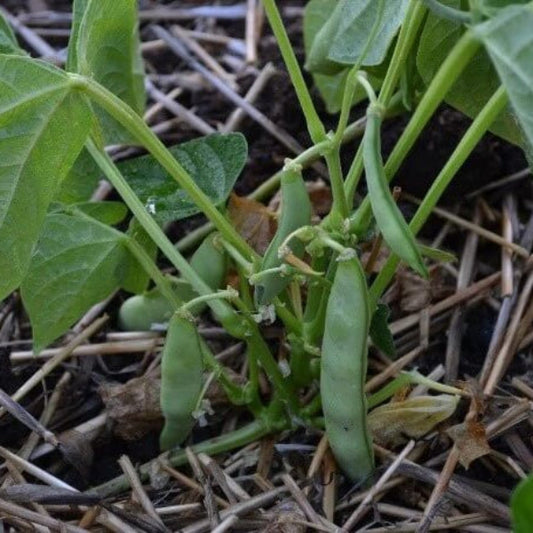 Orca Bean Seeds