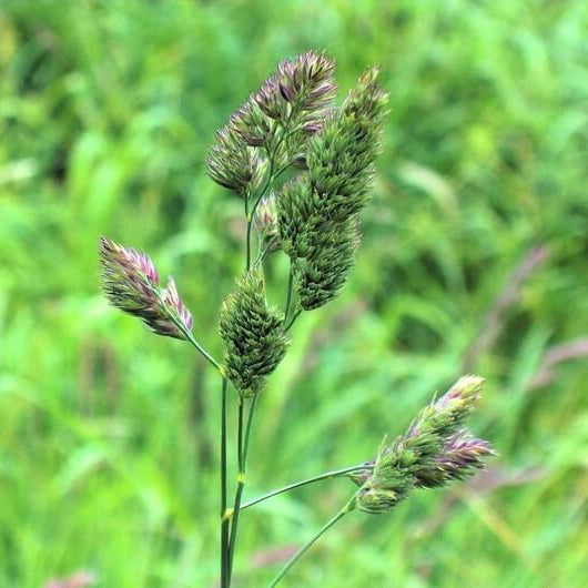 Orchardgrass Seeds - Flower Plant for Home Gardens