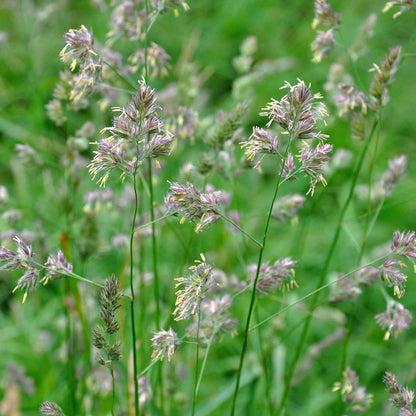 Orchardgrass Seeds - Flower Plant for Home Gardens