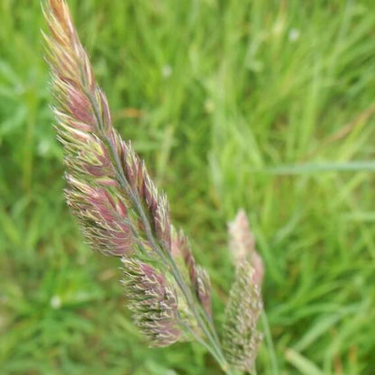 Orchardgrass Seeds - Flower Plant for Home Gardens