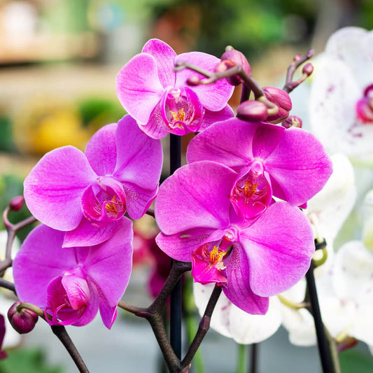 Orchid Seeds