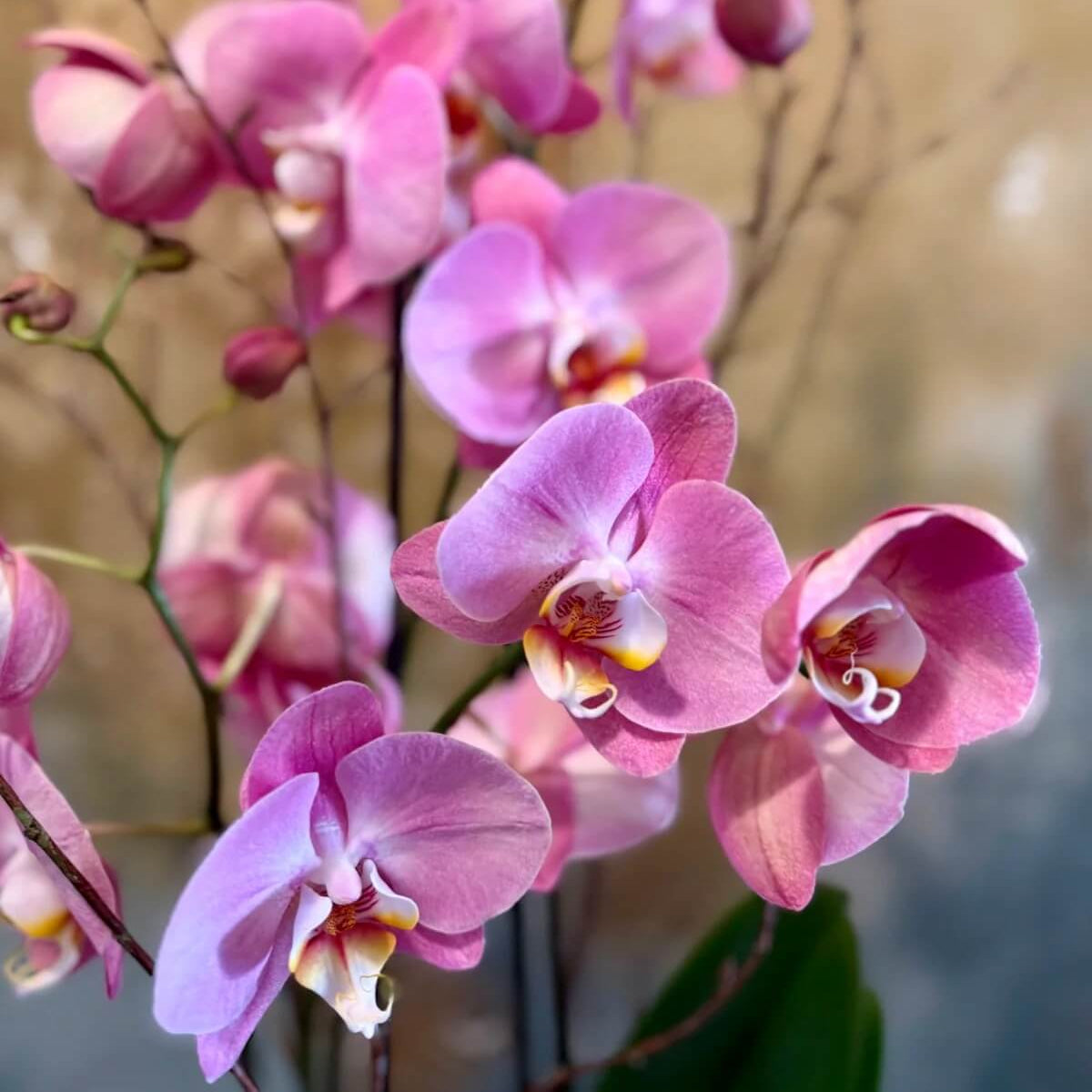 Orchid Seeds